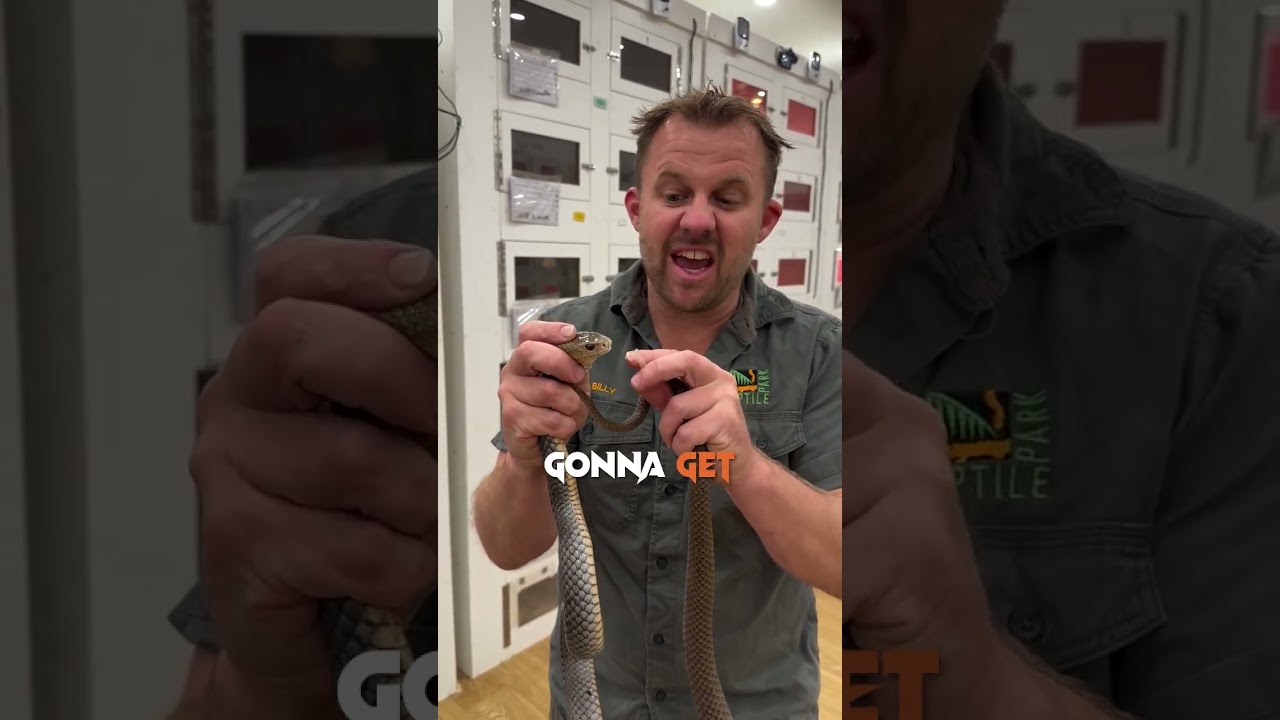 Extracting Enough Venom To Kill 250 Men! 