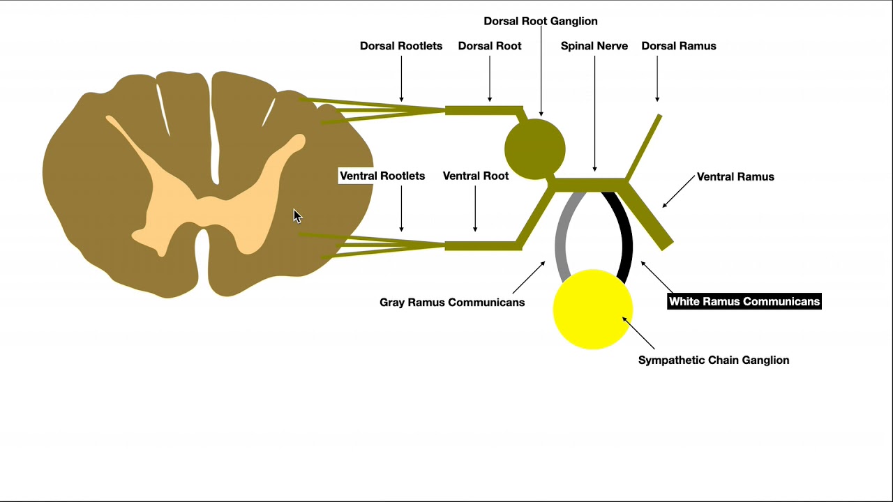 Sympathetic Structures (Gray and White Rami Communicantes) & Innervation to the Skin