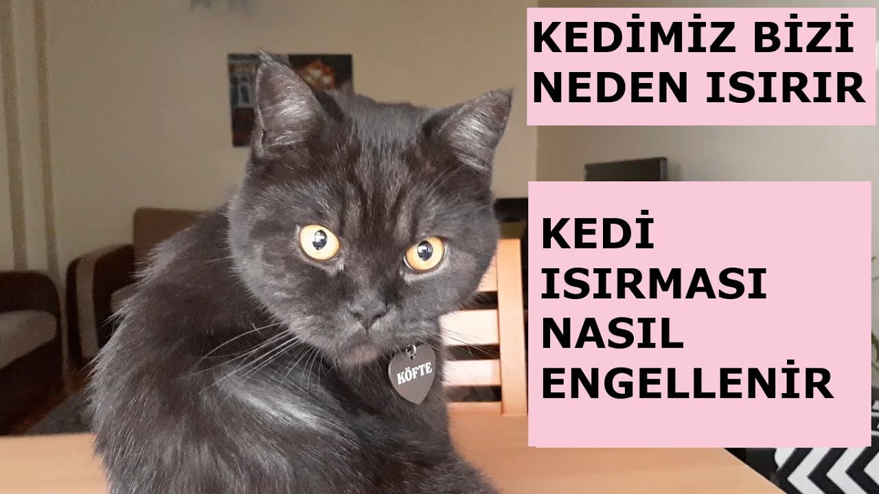 kedimiz bizi neden ısırır | kedi ısırmasını nasıl engelleriz | kedim elimi ısırıyor | kedi eğitimi