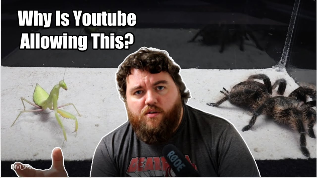 Youtube Is Promoting Animal Fighting!