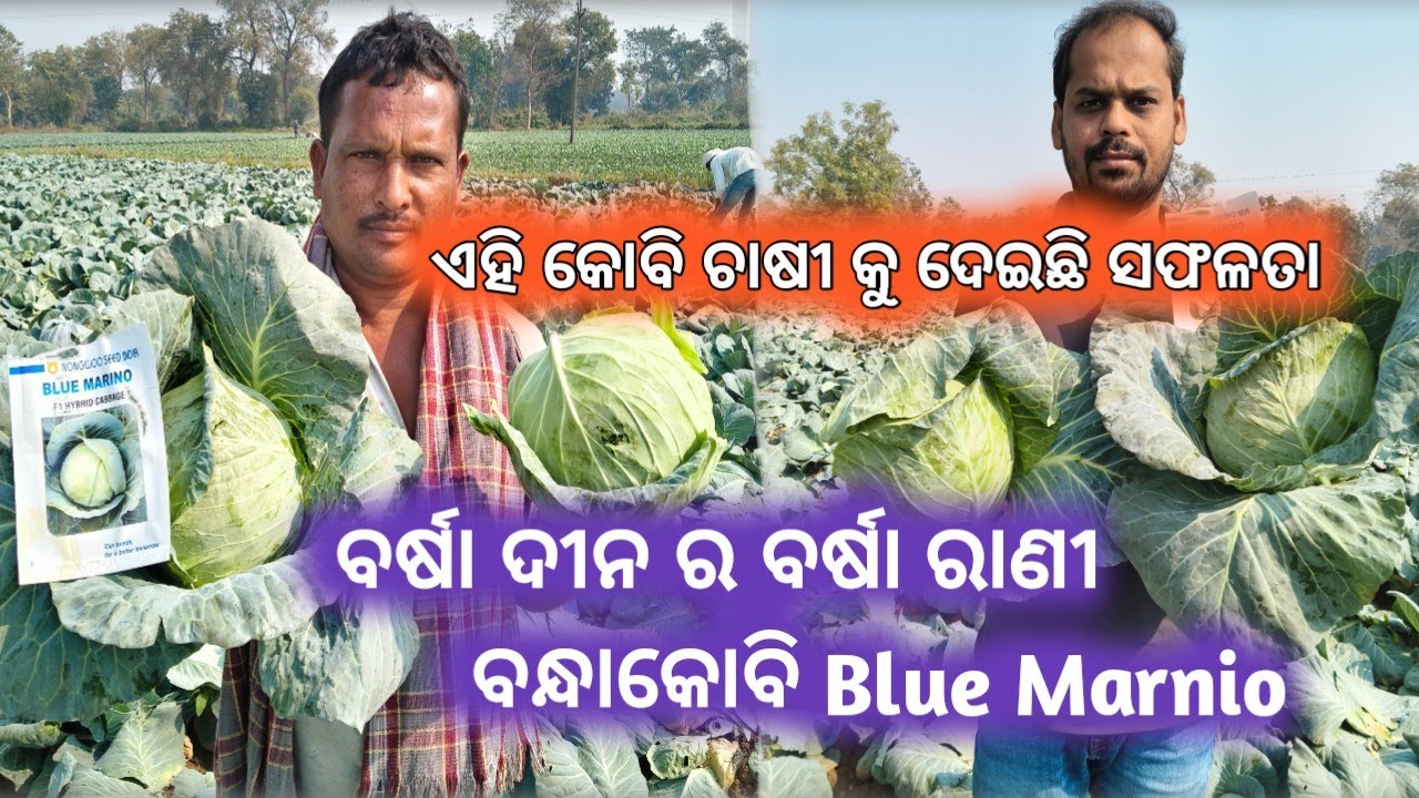 ଏହି ବନ୍ଧାକୋବି ରେ ବହୁତ ଲାଭ ଚାଷୀକୁ ଦେଇଛି ଅଧିକଲାଭ@Agriculturlist 