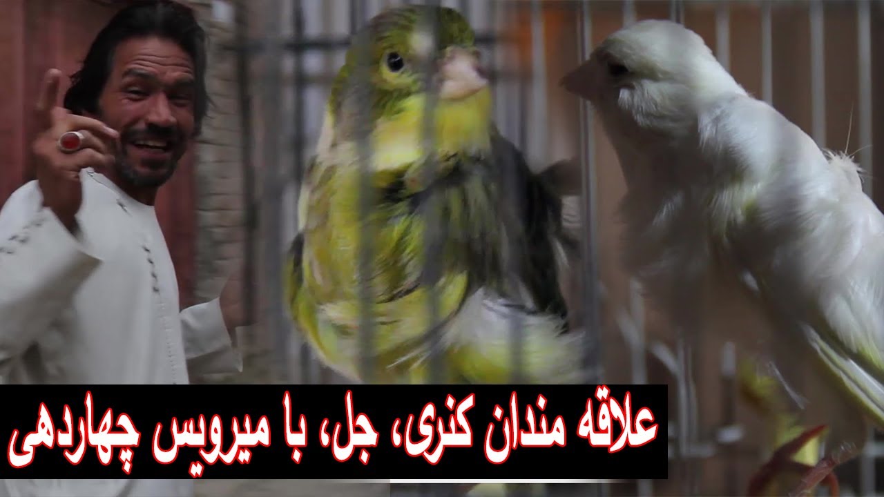 علاقه مندان کنری، جل ، با میرویس چهاردهی