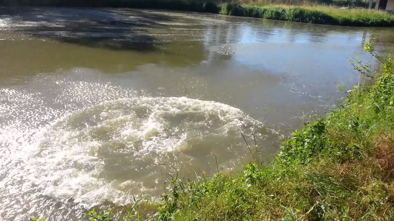 Il fagiano si lava e scherza nell' acqua...