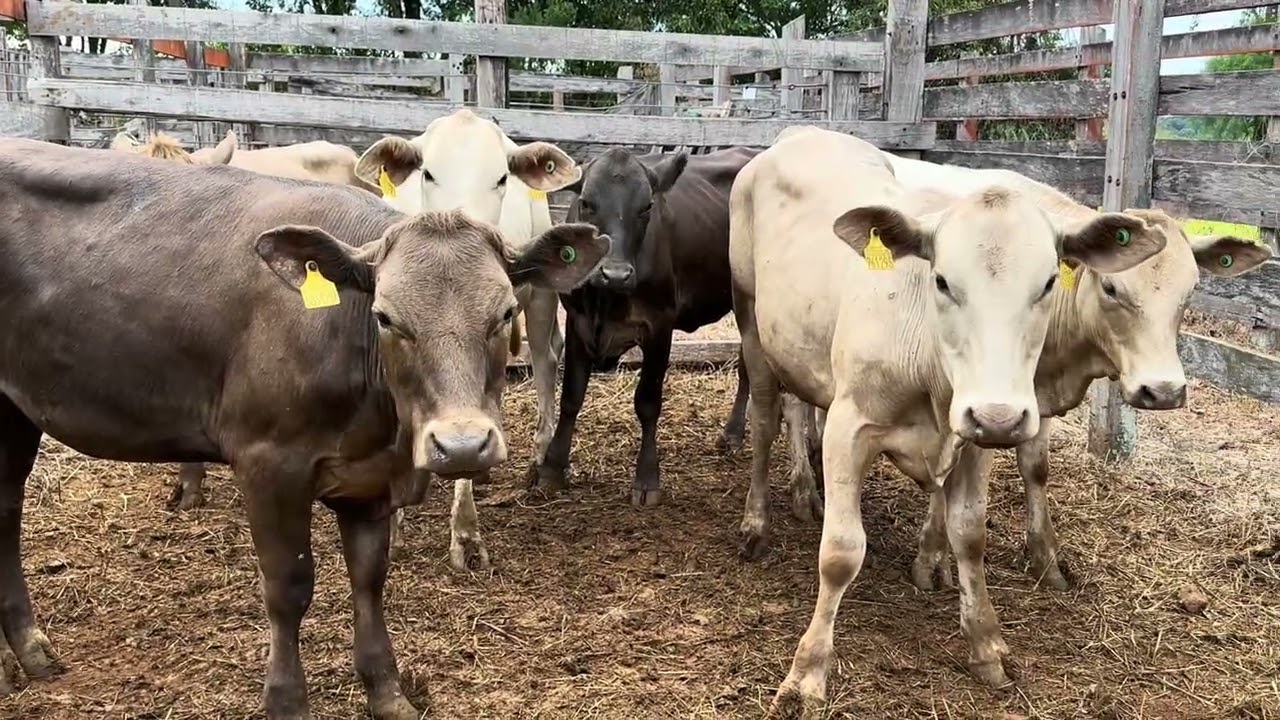 Mostra de animais do leilão de Gado Geral de São Lourenço do Oeste-SC (07/03/2026)