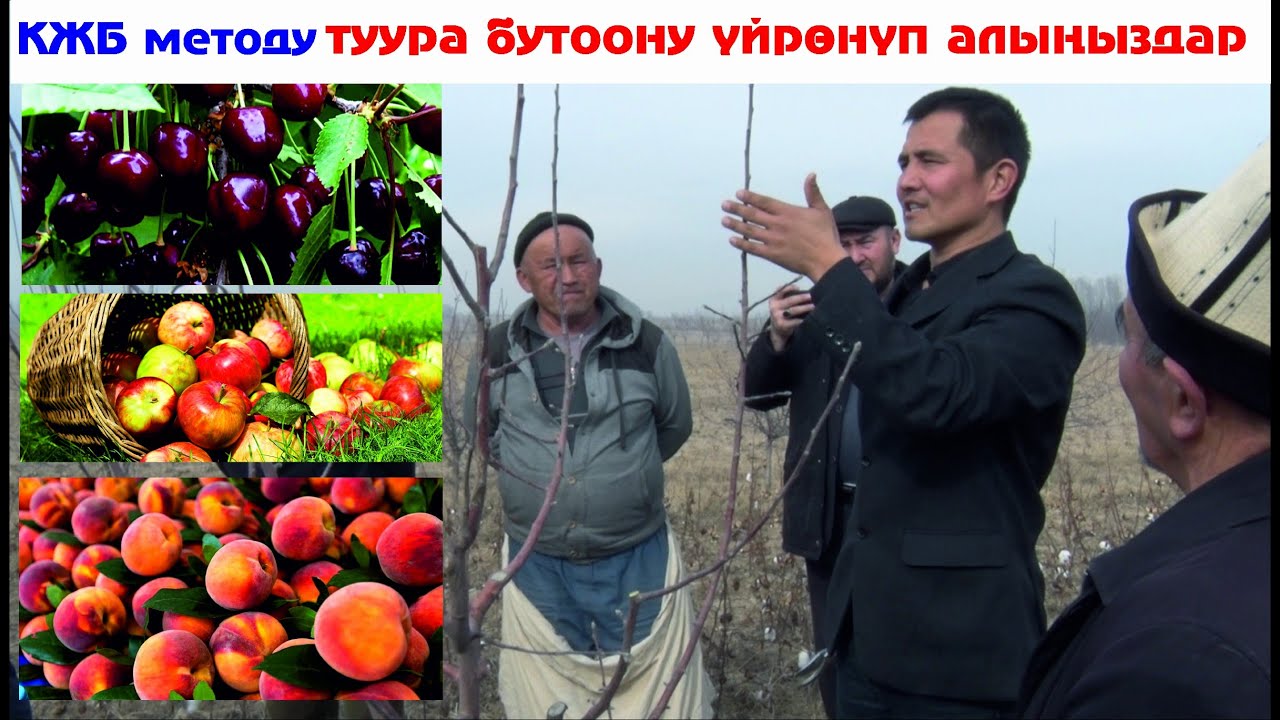 Алма шабдалыны кантип туура бутоо керек КЖБ методу