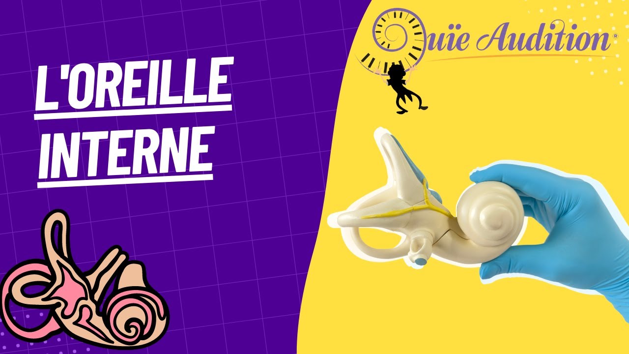 Comment l'oreille interne, notamment la cochl&eacute;e et les cellules cili&eacute;es, nous permettent d'entendre