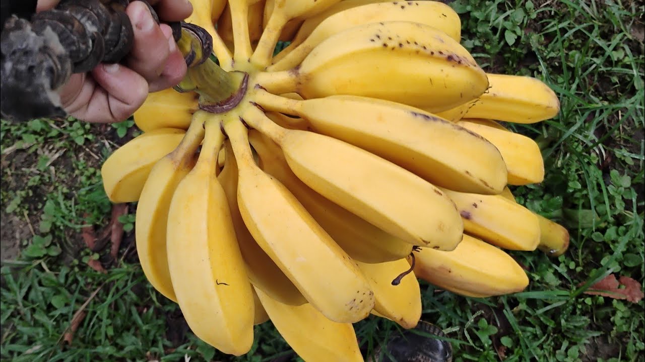 Plantação de banana. #vidanaroça #banana #agricuturafamiliar