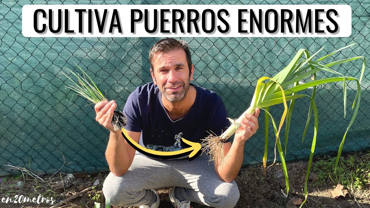 CULTIVA PUERROS ENORMES DE FORMA FÁCIL: consejos cultivo, como plantar y cosechar || en20metros