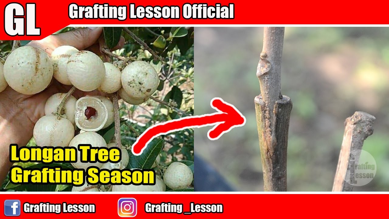 Amazing Longan Tree Grafted