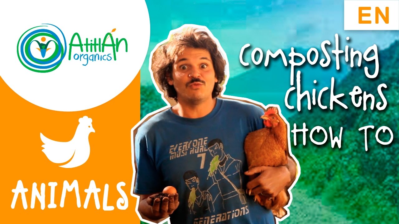 Composting Chickens: How to design and manage a composting chicken house (FUN)