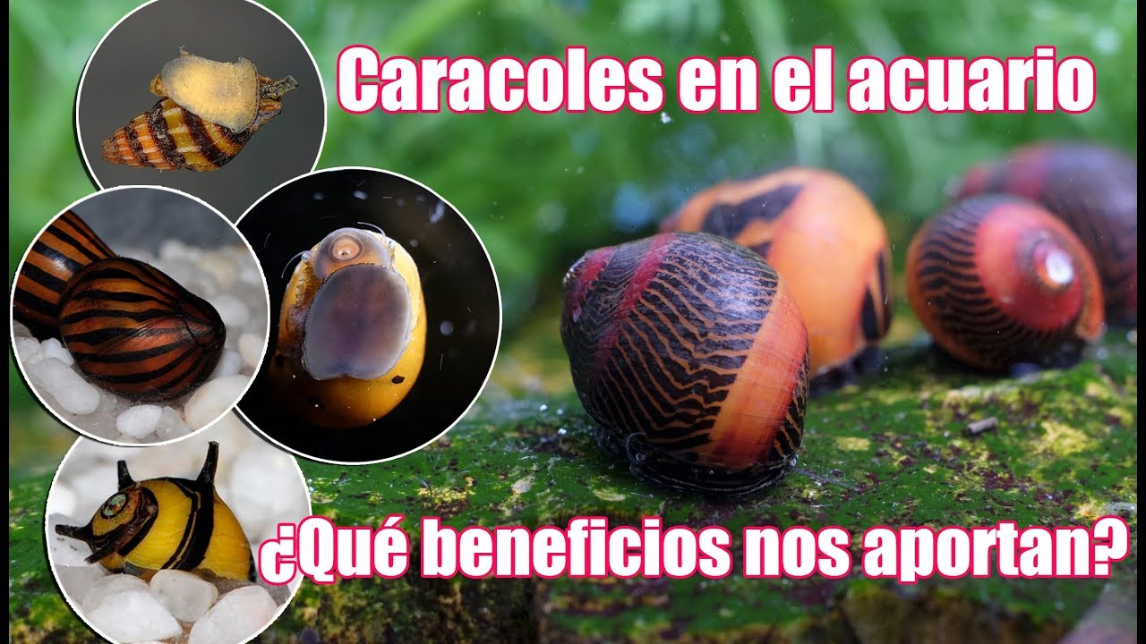 Caracoles 🐌 en el acuario ¿ Angeles 😇 o Demonios 😈?
