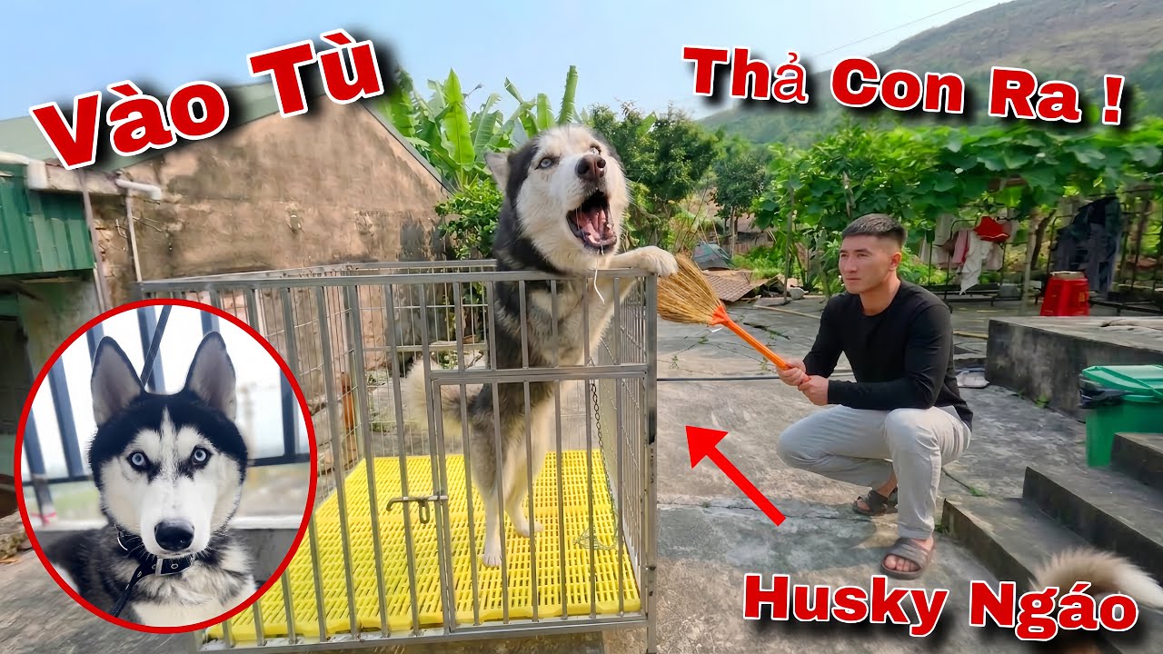 Sói Husky Ngáo Ngang Bướng Bị Phạt Tù 7 Ngày Vì Tội Bỏ Nhà Ra Đi Và Cái Kết | Dương KC