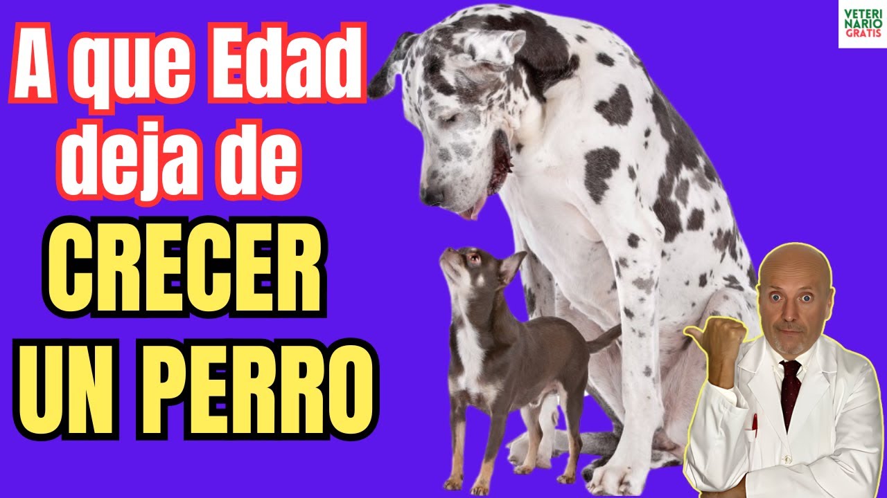 🥳 ¿A QUE EDAD DEJA DE CRECER UN PERRO? 🥳