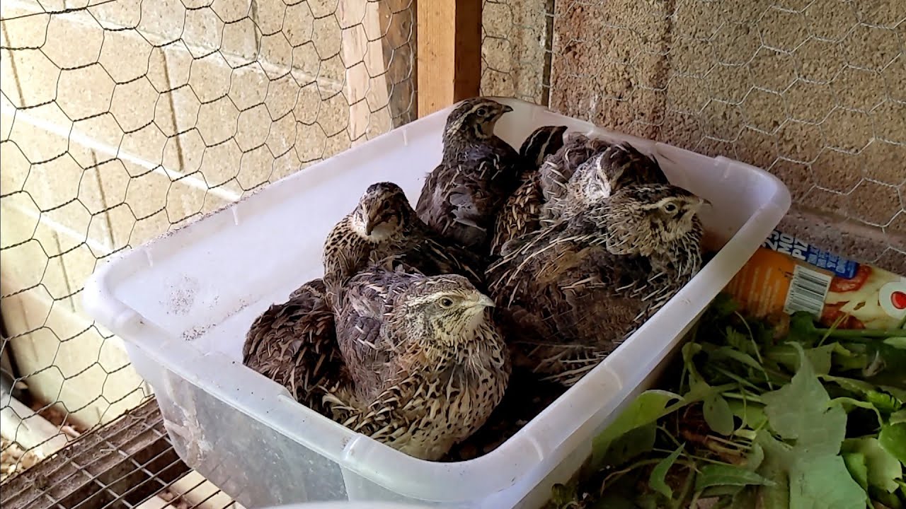 What Your Quail Need For Arizona Summers!