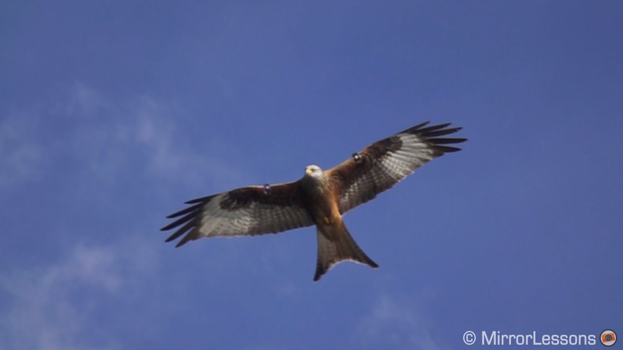 BIRDS in slow motion - Shot with the Sony RX10 II at 100, 250, 500 and 1000 fps