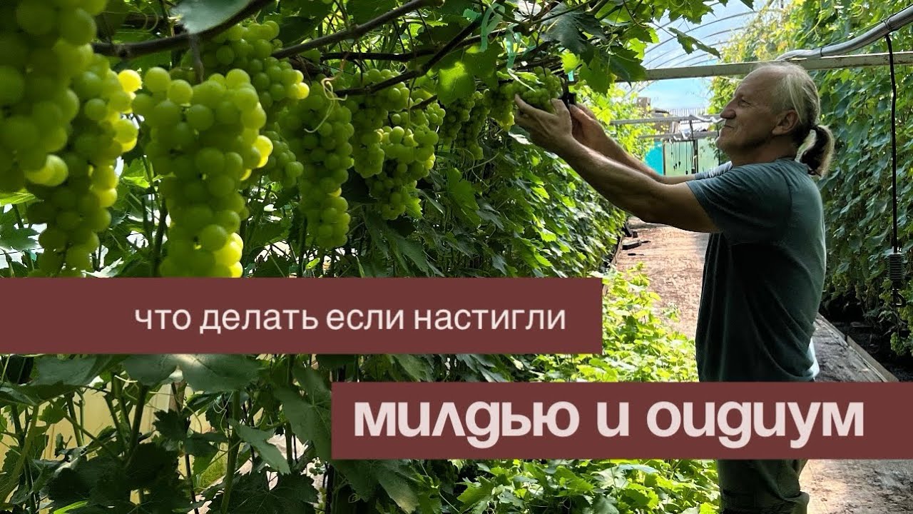 Что делать если настигли милдью и оидиум