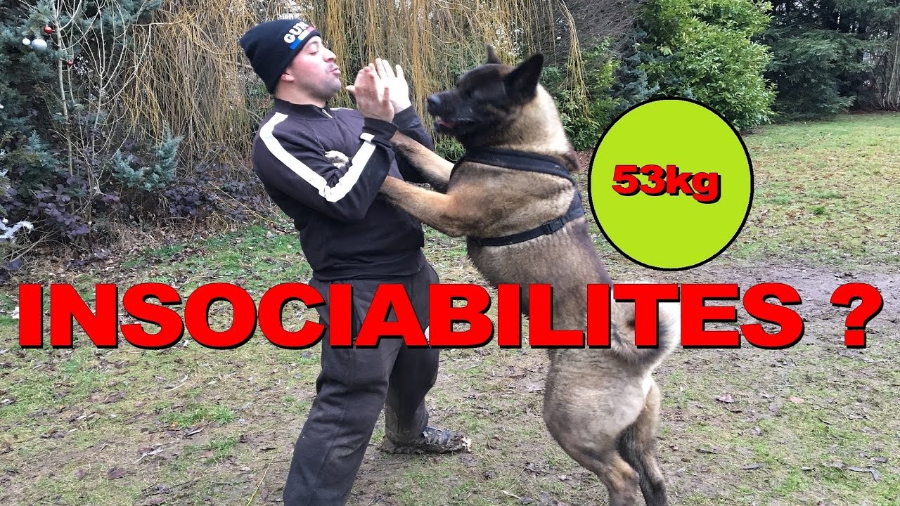 Akita américain Insociabilité ( Episode 1 ) 🔴ABONNE TOI ↴