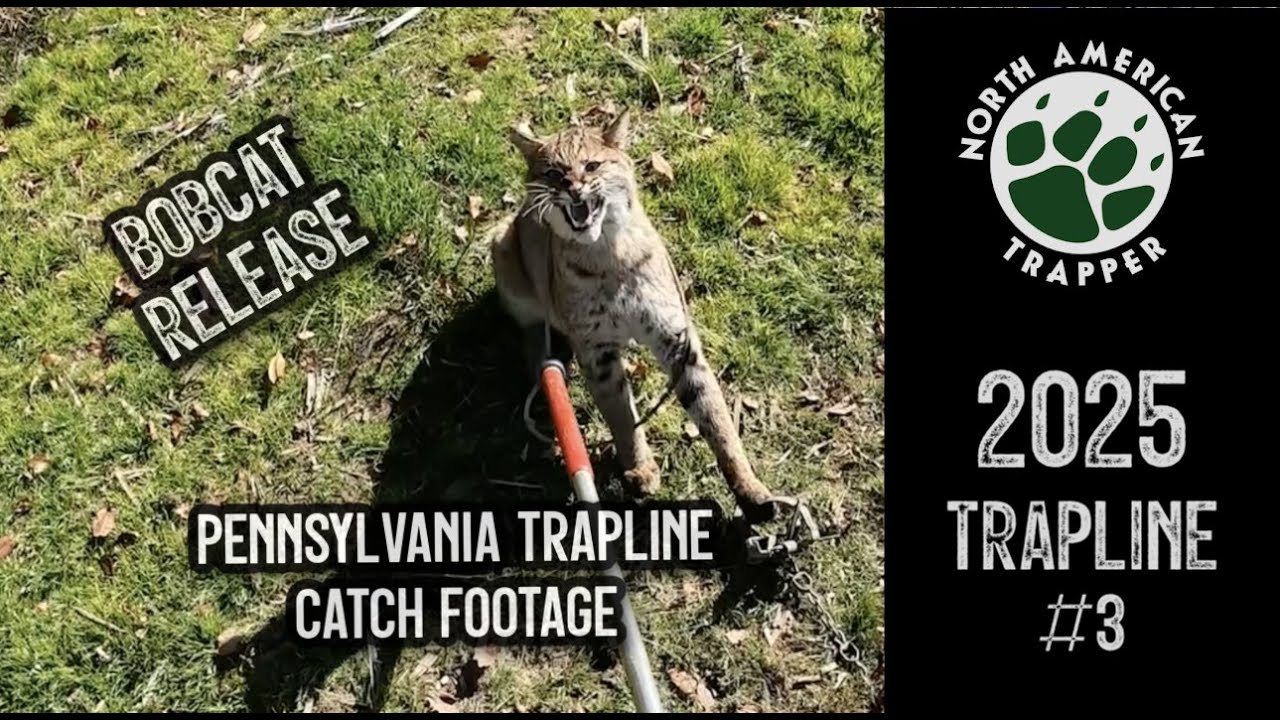 Сезон охоты 2025 г. № 2 ~ Pennsylvania Line ~ North American Trapper