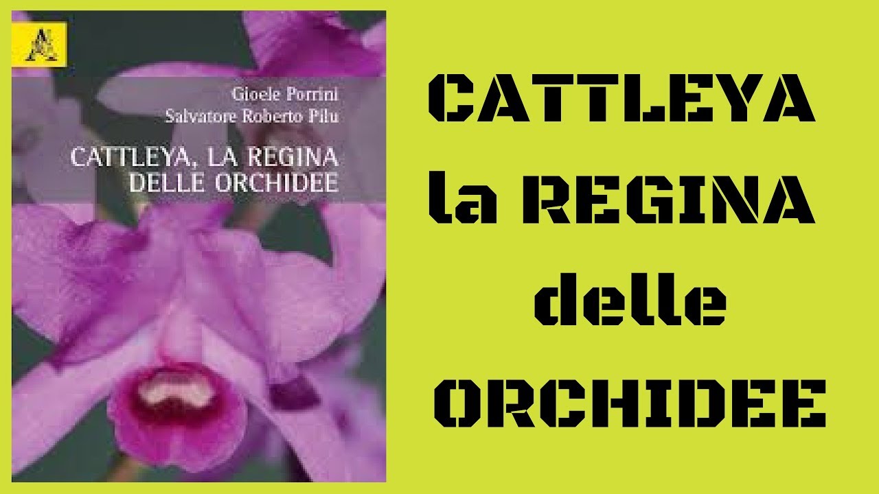 Cattleya la regina delle orchidee libro di Gioele Porrini