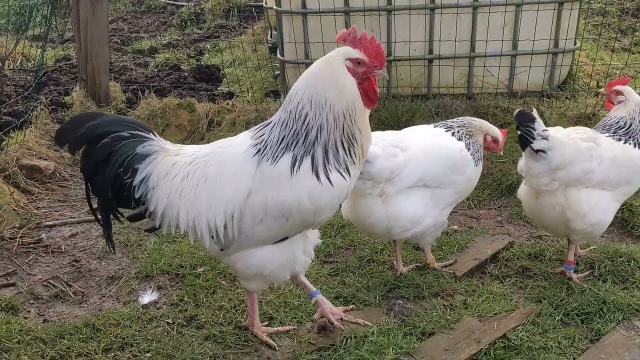Clôture électrique pour protéger les poules du renard.