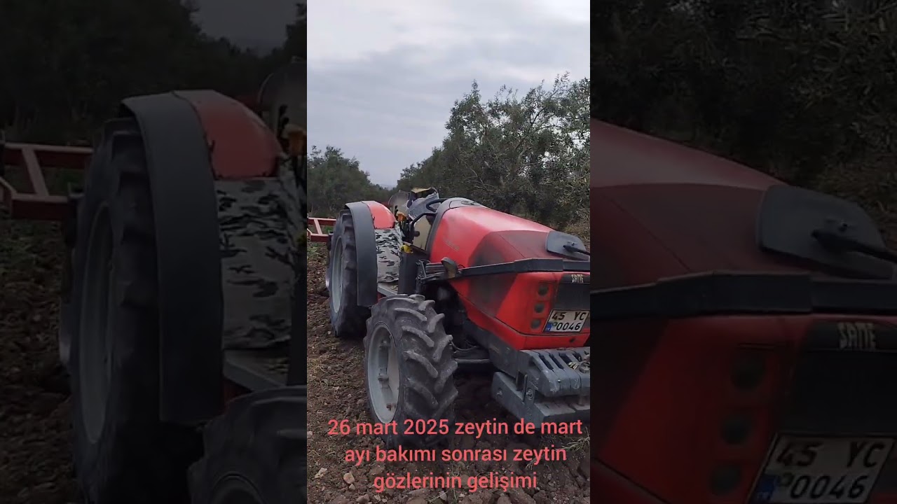 Zeytin de mart ayı bakımı sonrası zeytin gözlerinin gelişimi