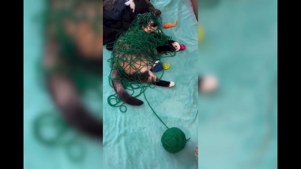 Смешные нарезки с животными #прикол #юмор #приколысживотными #смешновидео