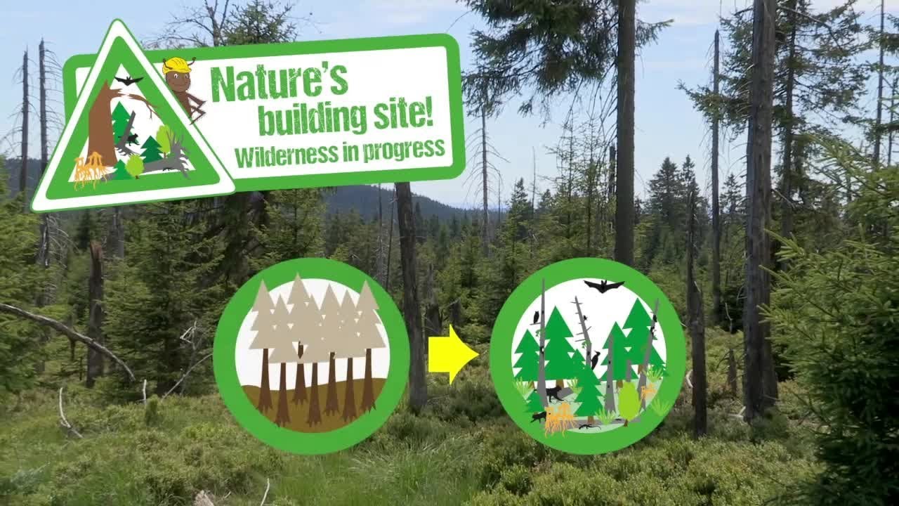 Nature's building site in Harz Mountains National Park (english Version)