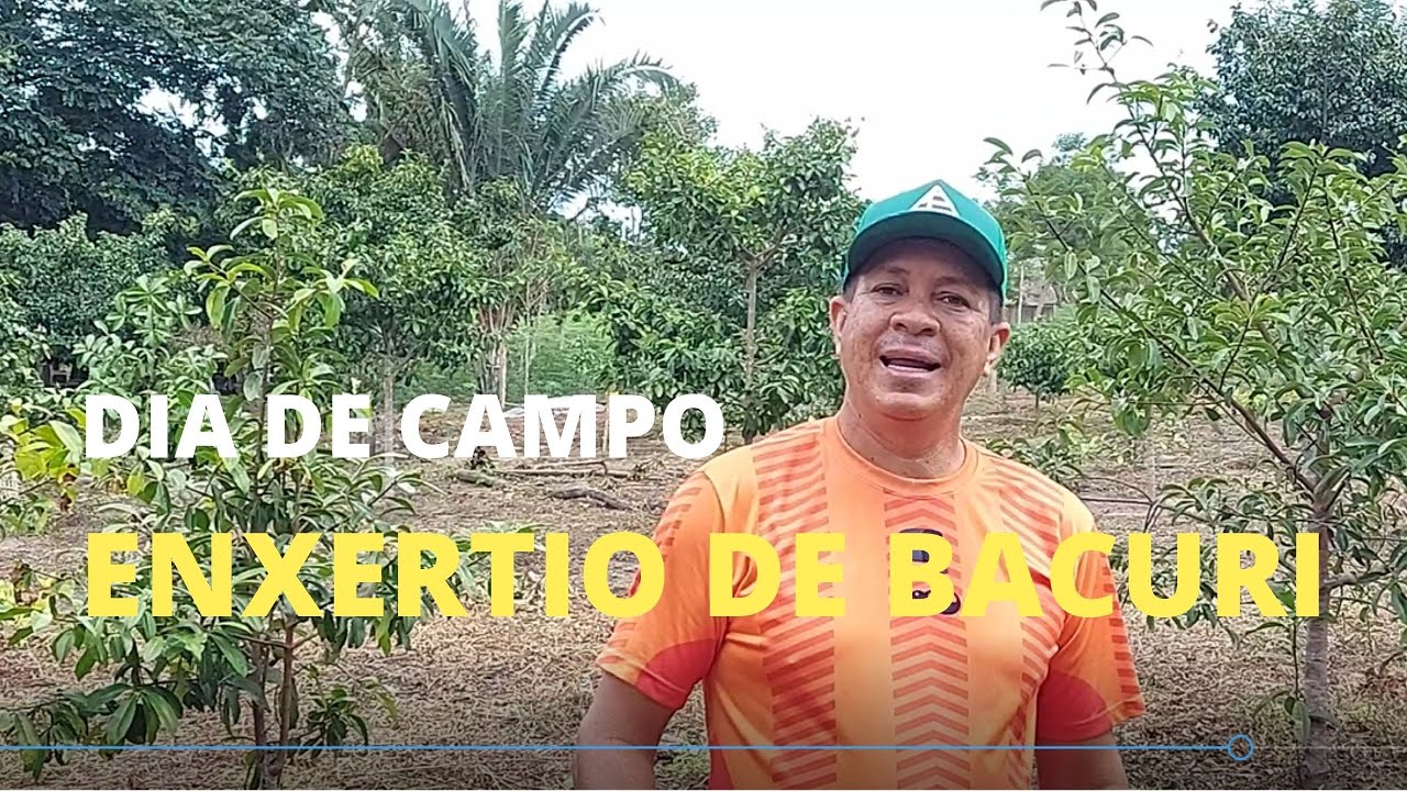 COMO FAZER ENXERTIA DE BACURI