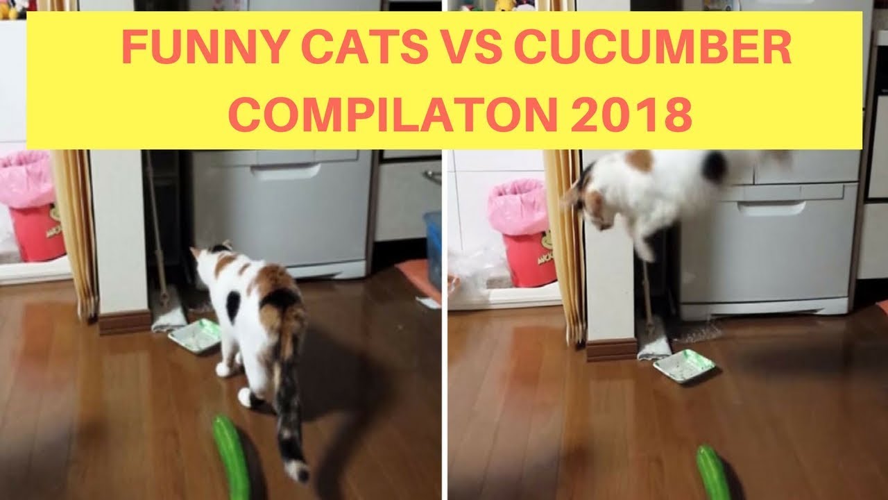 Funny Cats Scared of Cucumber Compilation 2023