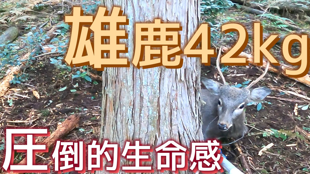 罠猟　雄鹿42kg　圧倒的生命感※止め刺し映像あり