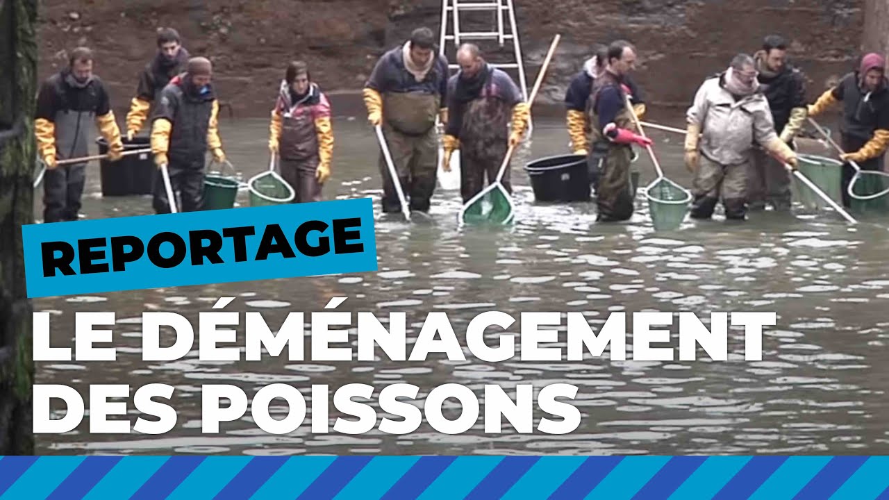 Mise à sec du canal Saint-Martin : les poissons déménagent | Paris se transforme 💫 | Ville de Paris