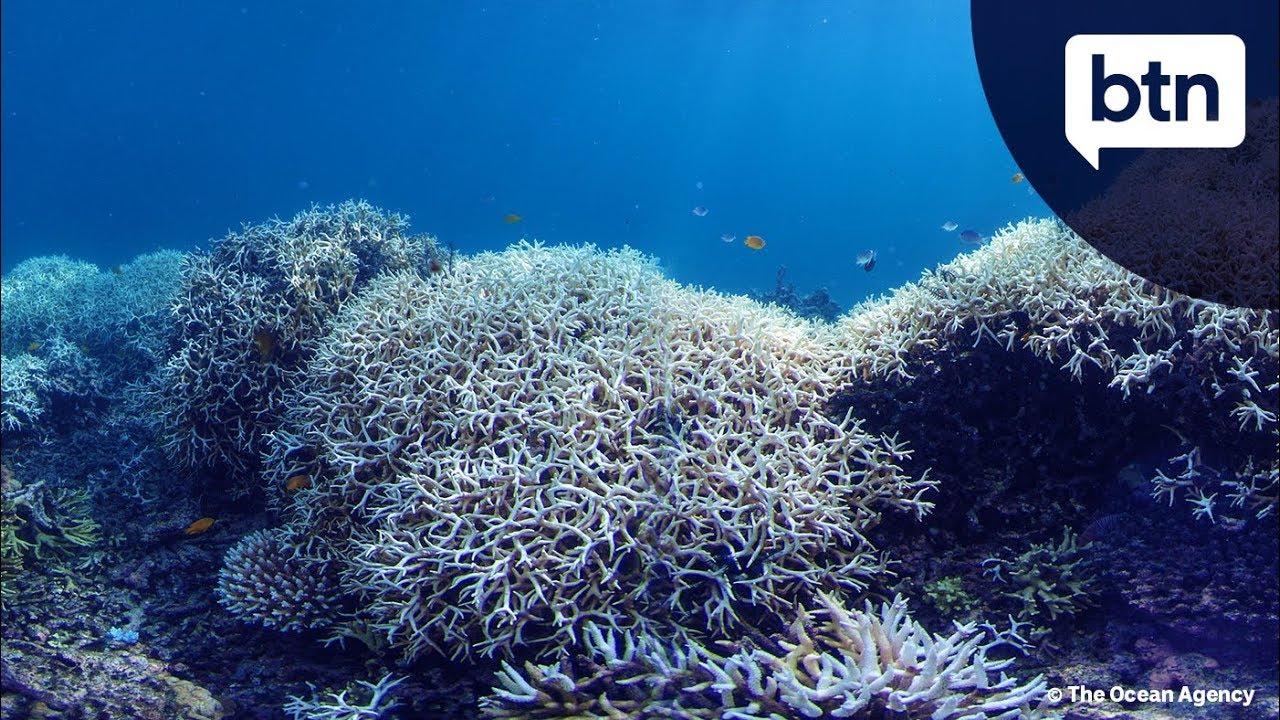 Pt 2: Great Barrier Reef Problems - Behind the News
