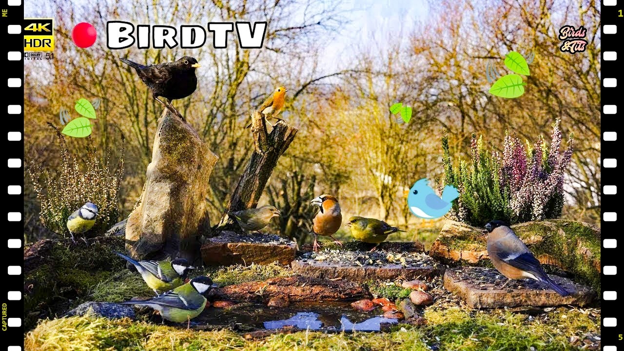 🔴 Watch Birds All Day: Your Cat's Dream TV Channel in 4K HDR  #birdwatch007 #nature4k #cattv
