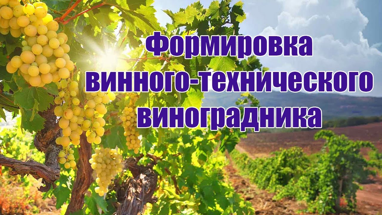 Формировка винного-технического виноградника