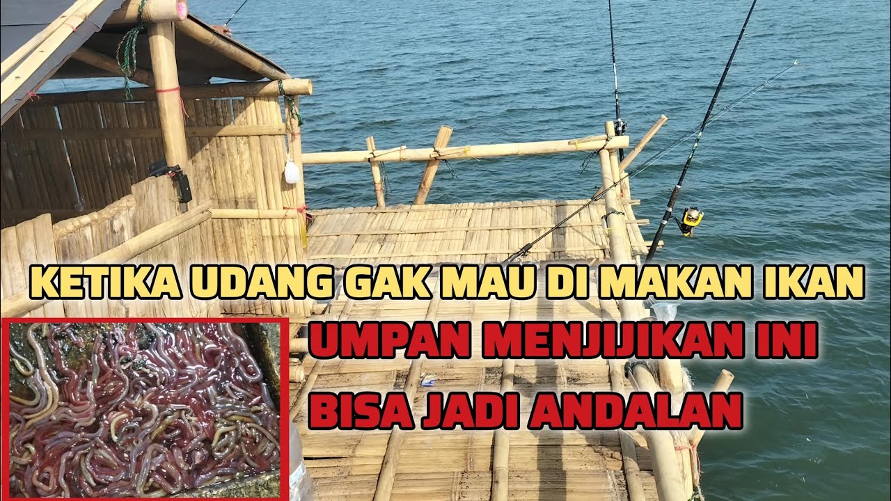 ANEH INI !! Mancing semalaman udang gak di makan ? untung bawa cacing mancing di bagan Pertamina