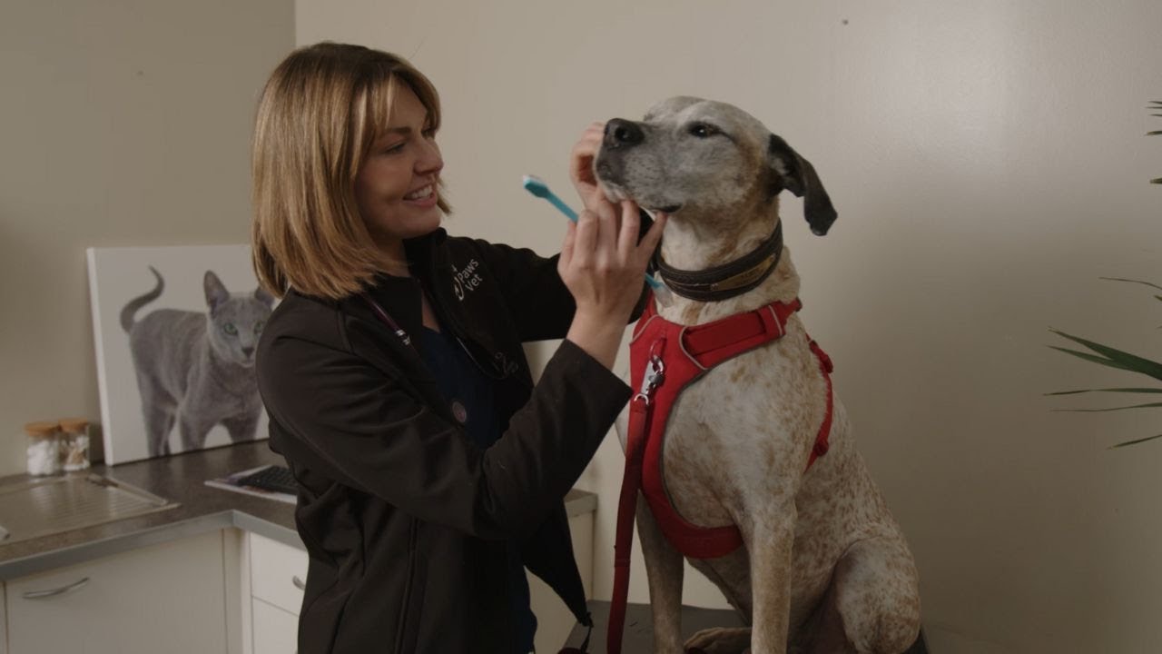 How to brush your dog's teeth | Vet demonstration