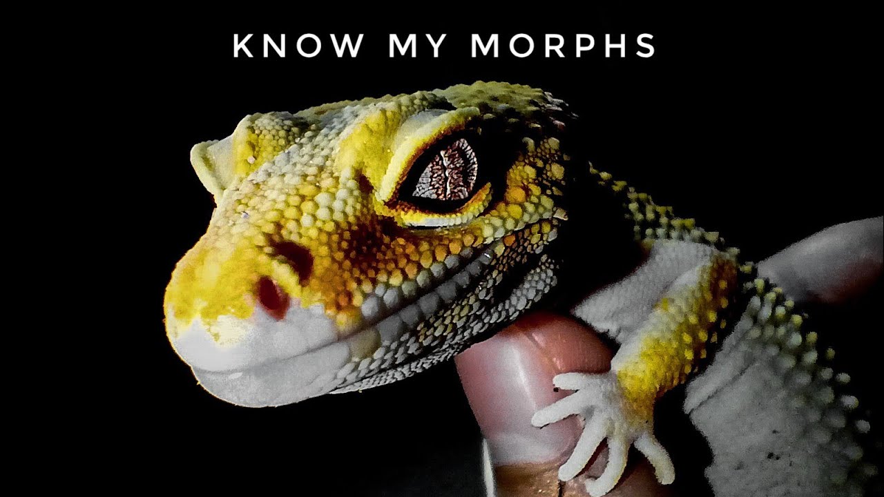 Basic Leopard Gecko Morphs!! | Tagalog