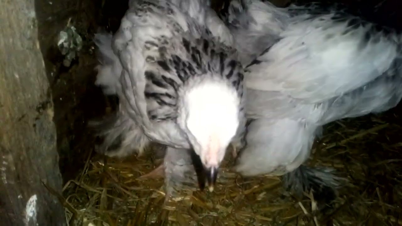 Nowy nabytek brahmy Olbrzymie gronostajowe.