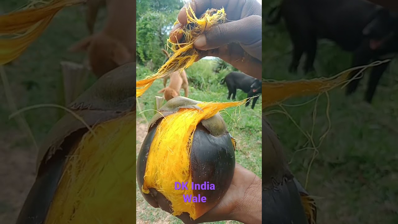 75 k fail hai to bel hai sweet 🧁 tarkul #shorts video 📷#Dk India wale