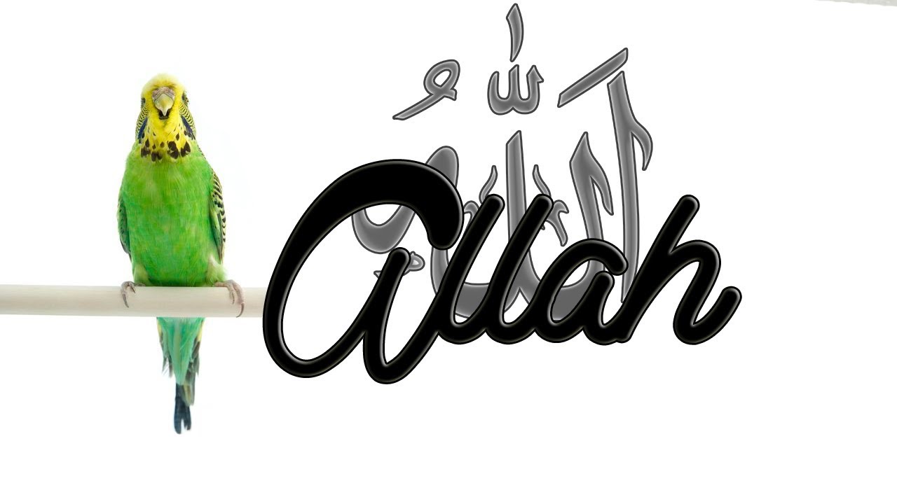 ALLAH SES KAYDI - KUŞLAR İ&Ccedil;İN