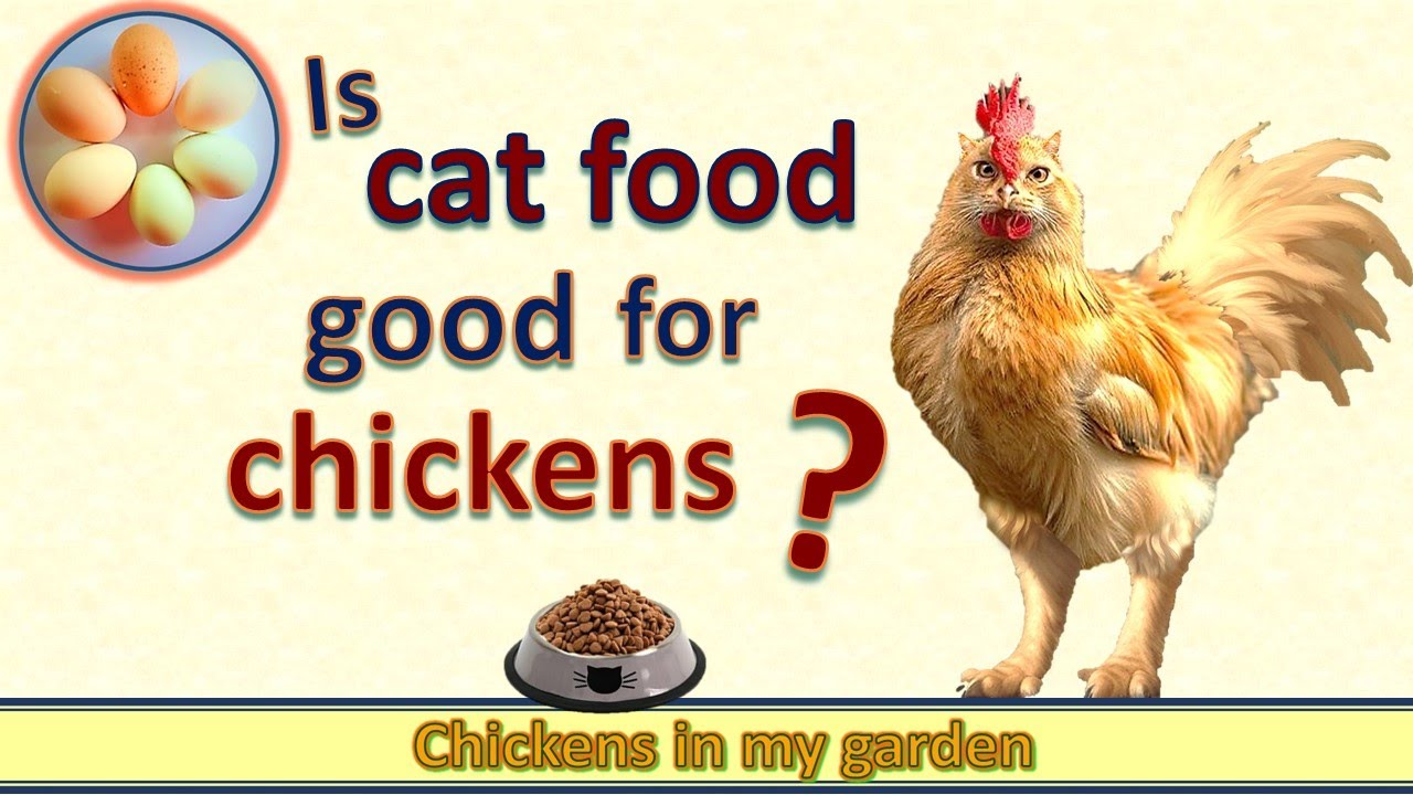 Cat Food for Chickens? Good Protein or Poison?