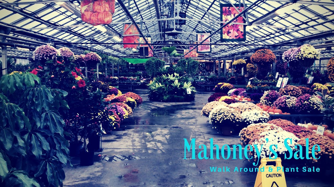 Plant Sale at Mahoney's - Walk Around & Plant Haul