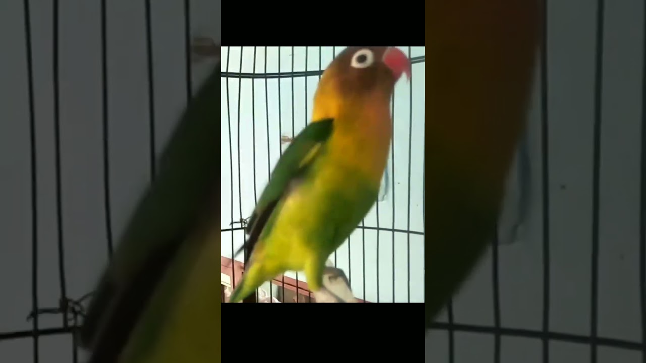 Lovebird Ngekek Mengepakkan sayap #shorts