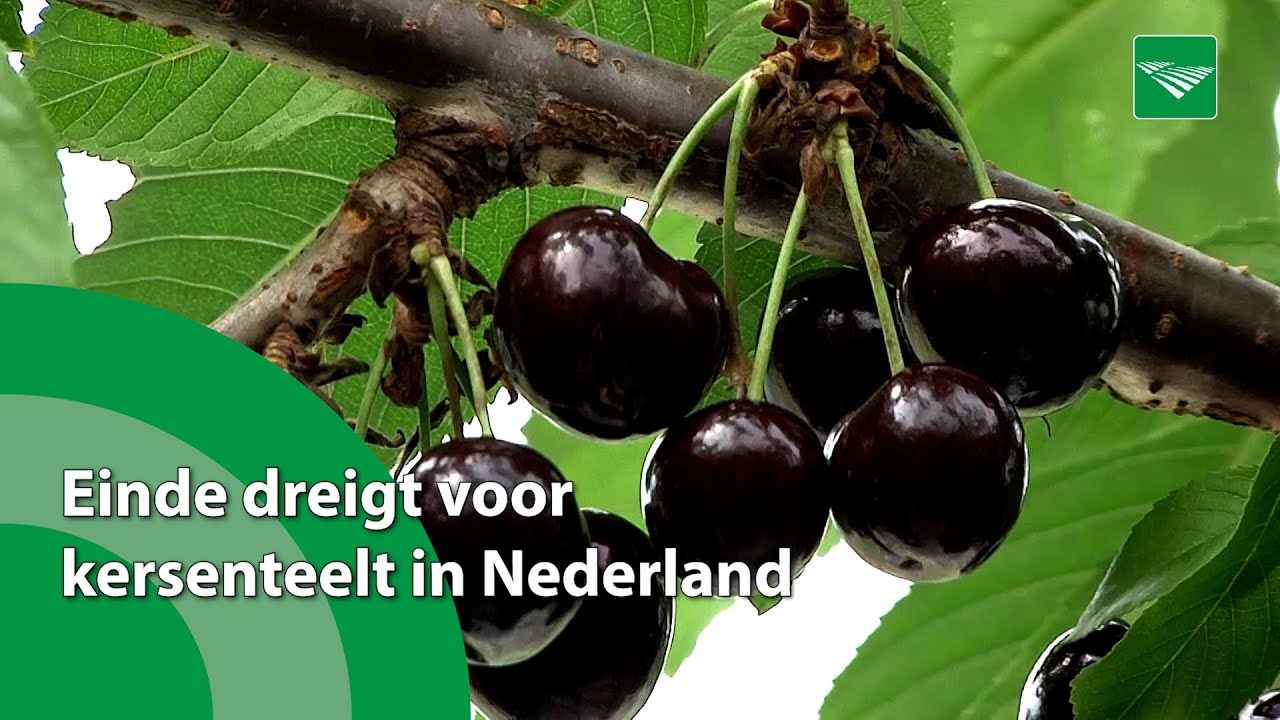 Einde dreigt voor kersenteelt in Nederland
