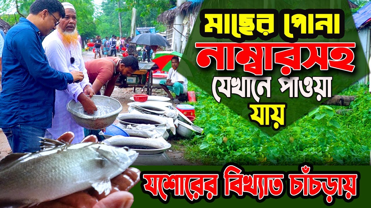 যশোরের বিখ্যাত চাঁচড়ায় মাছের পোনার দাম, নাম্বারসহ বিস্তারিত পাবেন