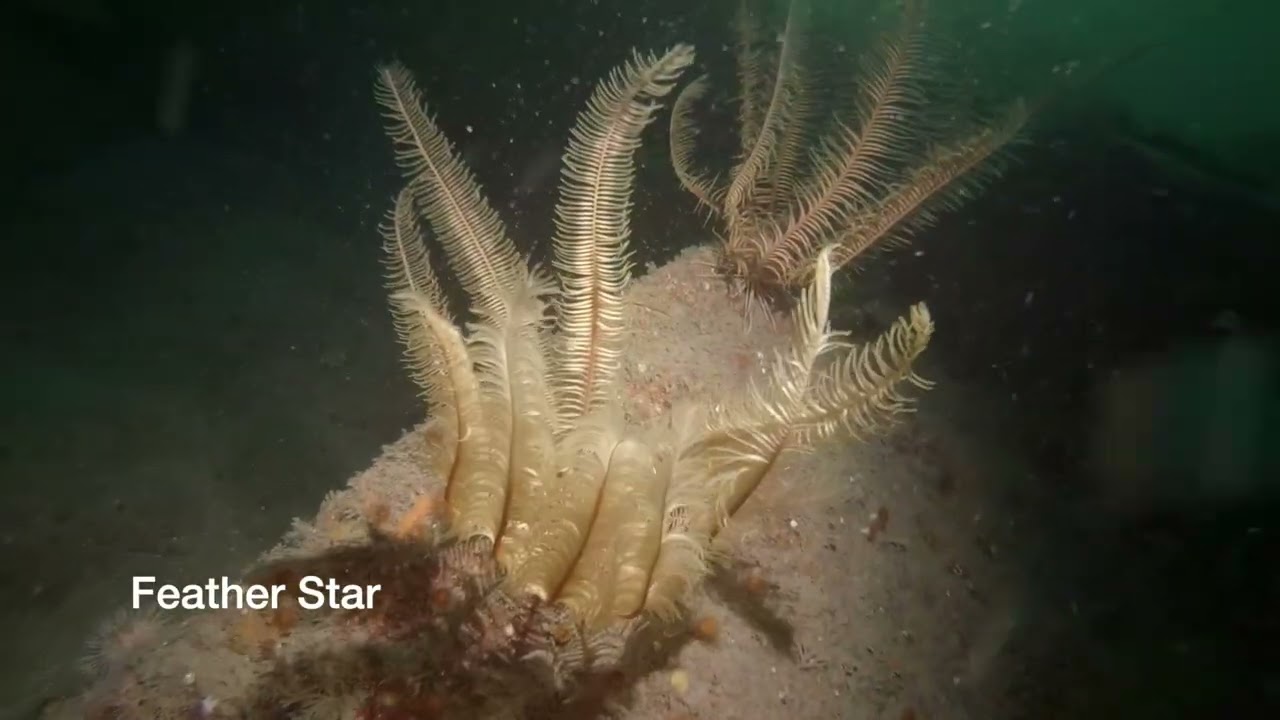 Whyte Islet and Anemone Garden day dives, Sunday Nov. 9