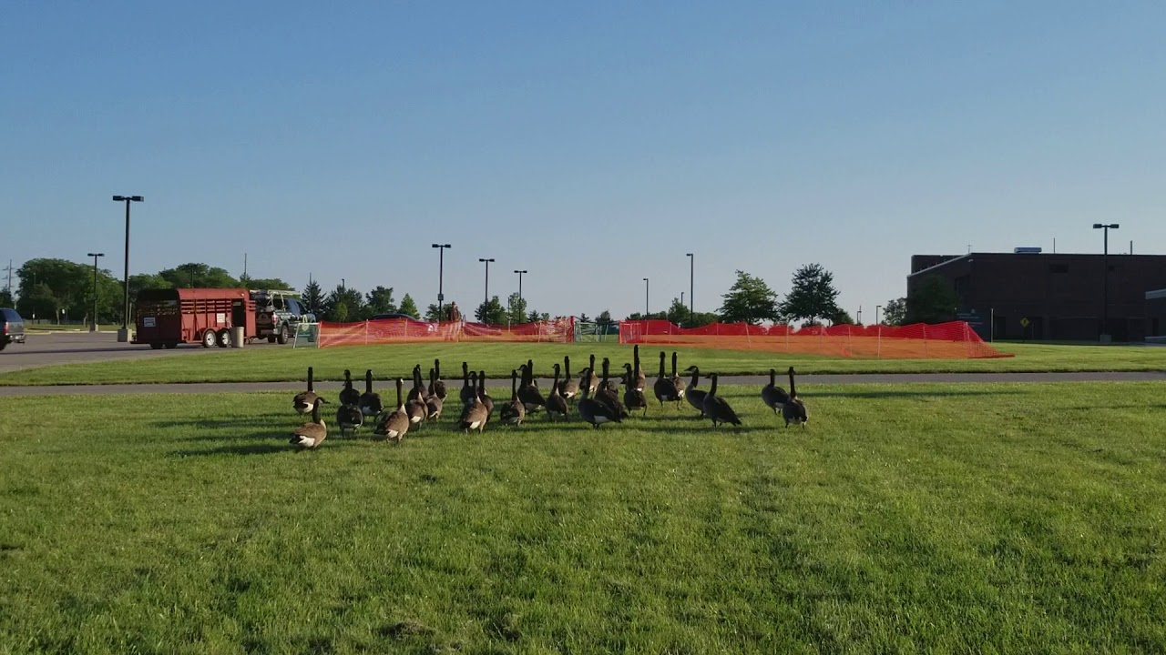 Geese Removal Service Dayton Ohio by Barnes Wildlife Control