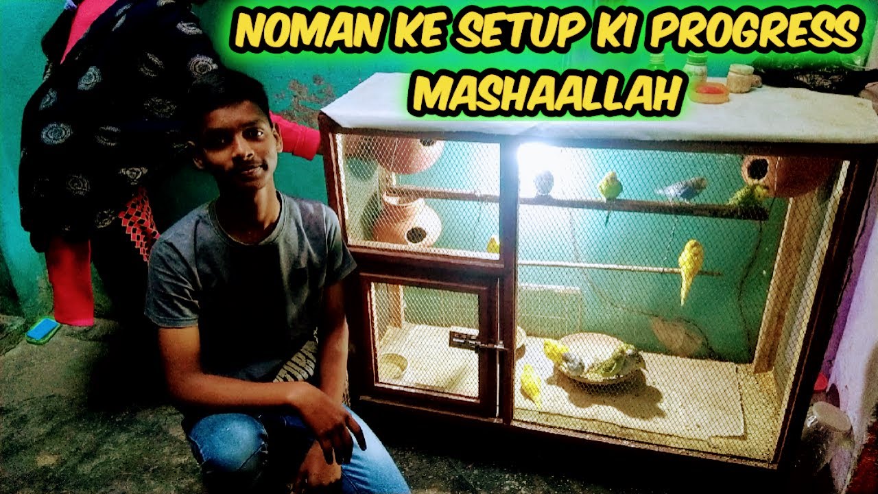 NOMAN BUDGIES PARROT SETUP PROGRESS MASHAALLAH ! ! || UB ||