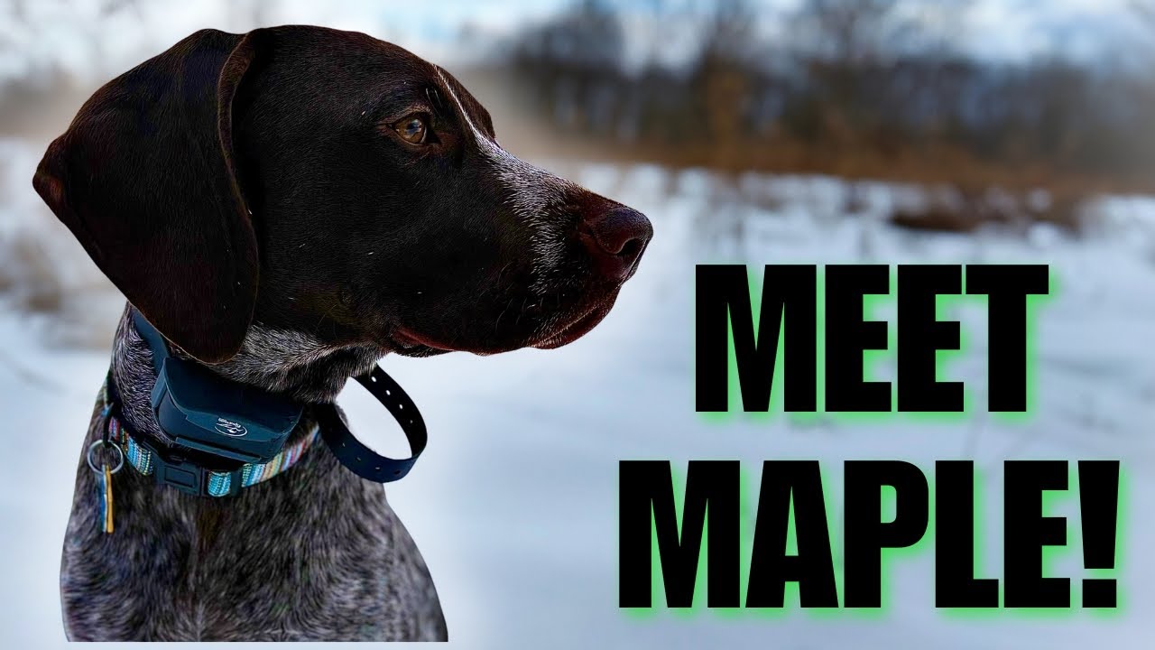I Adopted My First Hunting Dog! | Meet Maple the GSP