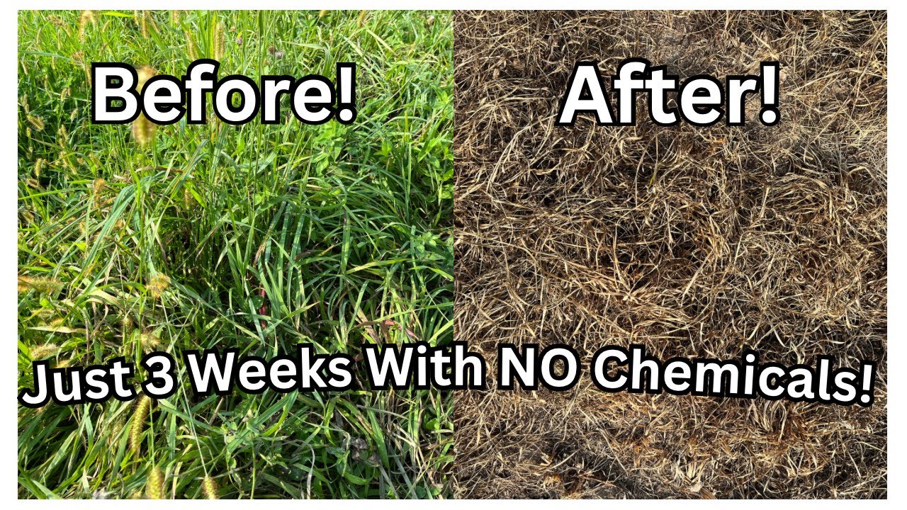 Combining EFFECTIVE Techniques to Eliminate Weeds!